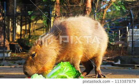 水豚在大宮公園動物園吃東西 113387879