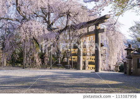 大石神社的垂枝櫻花(京都市山科區) 大石神社的垂枝櫻花(京都市山科區) 113387956