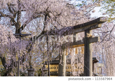 大石神社的垂枝櫻花（京都市山科區） 113387964