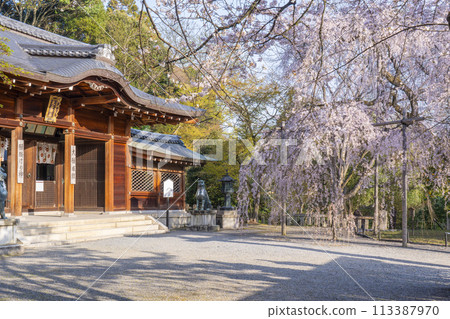 大石神社參拜殿與垂枝櫻花（京都市山科區） 113387970