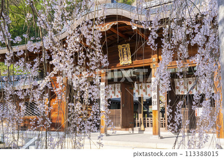 大石神社參拜殿與垂枝櫻花（京都市山科區） 113388015