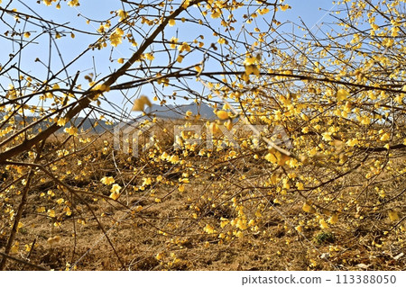 Mount Myogi in the town of Roubai in Matsuida-cho, Annaka City Mount Myogi in the town of Roubai in Matsuida-cho, Annaka City 113388050