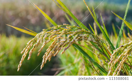 Rice ears, rice, Japanese landscape 113388081