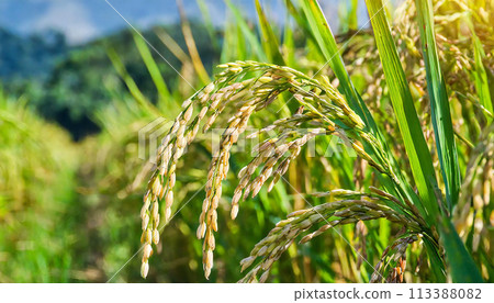 Rice ears, rice, Japanese landscape 113388082