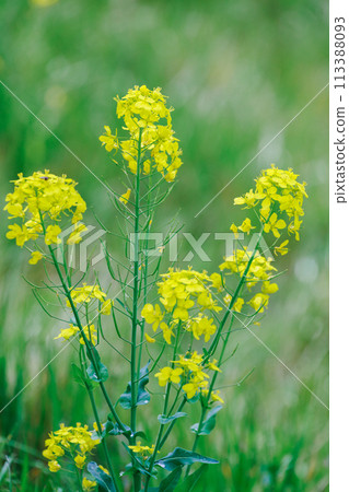 Rape blossoms Rape blossoms 113388093