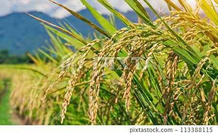 水稻、水稻種植、水稻收成、秋稻 水稻、水稻種植、水稻收成、秋稻 113388115