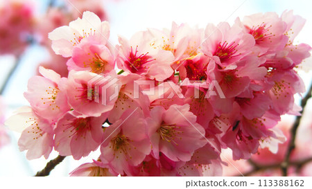 安橋櫻花盛開的景色 安橋櫻花盛開的景色 113388162