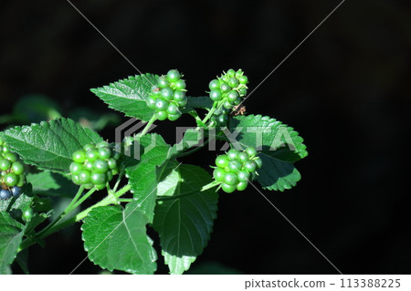 花色變化的花 113388225