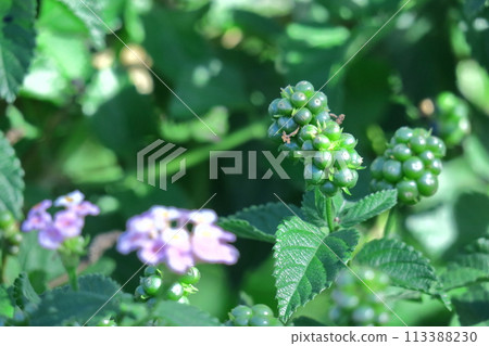 Flowers whose flower color changes 113388230