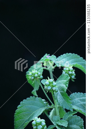 Flowers whose flower color changes 113388235