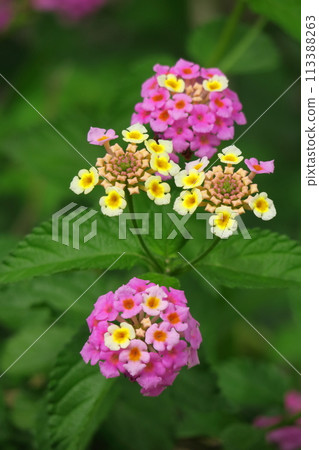 花色變化的花 113388263