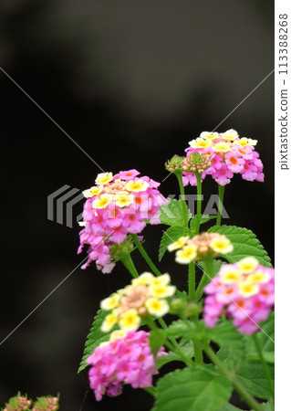 Flowers whose flower color changes 113388268