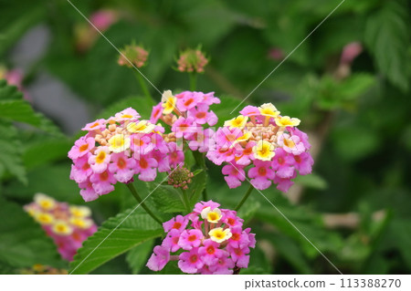 Flowers whose flower color changes 113388270