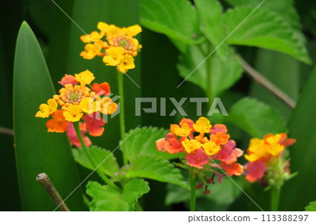 花色變化的花 花色變化的花 113388297