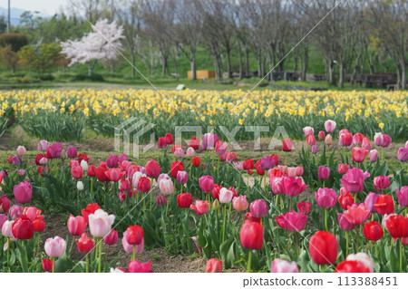 A park in full spring 113388451