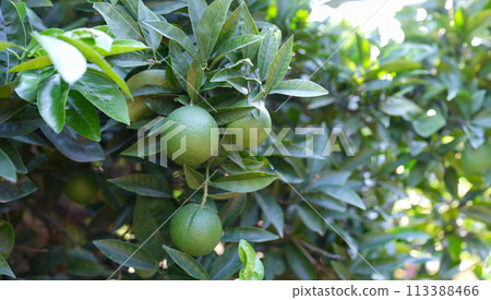 Unripe green tangerine growing on tree closeup Unripe green tangerine growing on tree closeup 113388466