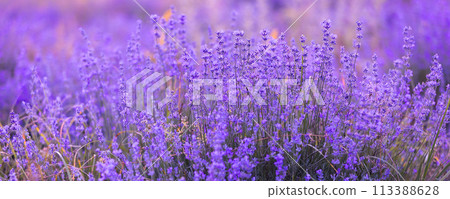 Lavender flowers close-up background banner 113388628