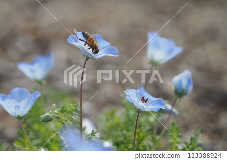 Nemophila flower and bee 113388924