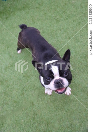 Mighty, the Boston terrier, looks up with a smile at the dog run in Moroyama Town. Mighty, the Boston terrier, looks up with a smile at the dog run in Moroyama Town. 113388960