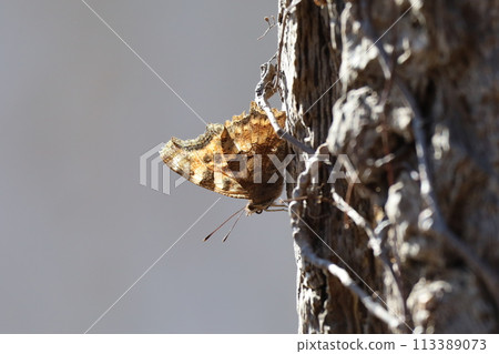 Overwintered Eltateha 113389073