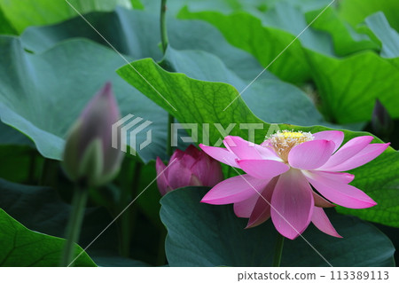 Holy flower Holy flower 113389113