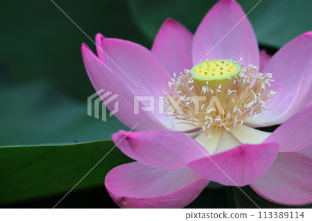Holy flower Holy flower 113389114