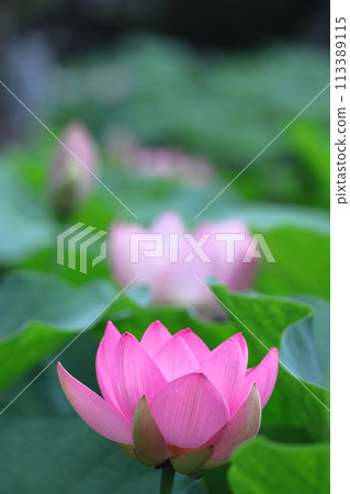 Holy flower Holy flower 113389115