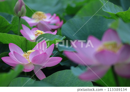 聖花 聖花 113389134