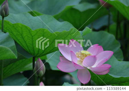 Holy flower 113389144