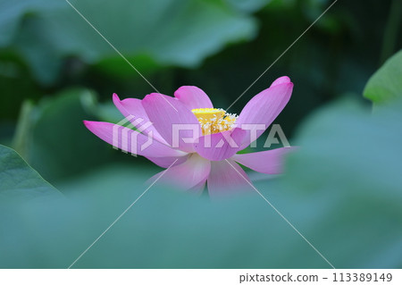 Holy flower Holy flower 113389149