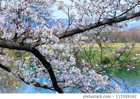 Spring 2024: Cherry blossoms at Sewari-tei in Yawata, Kyoto Prefecture. The Uji River and the cherry blossoms beginning to bloom. Spring 2024: Cherry blossoms at Sewari-tei in Yawata, Kyoto Prefecture. The Uji River and the cherry blossoms beginning to bloom. 113389162