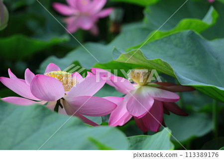 Holy flower Holy flower 113389176
