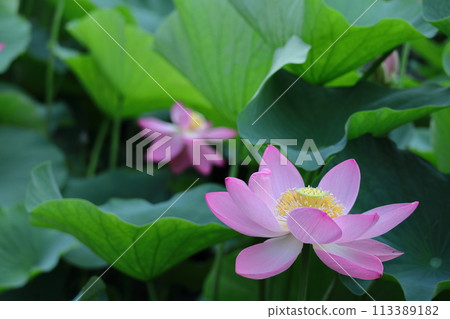 Holy flower Holy flower 113389182