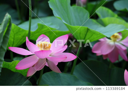 Holy flower 113389184