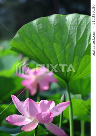 Holy flower 113389186