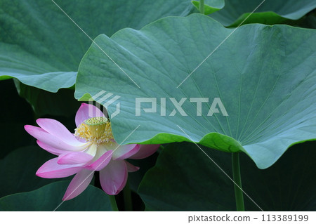 聖花 聖花 113389199