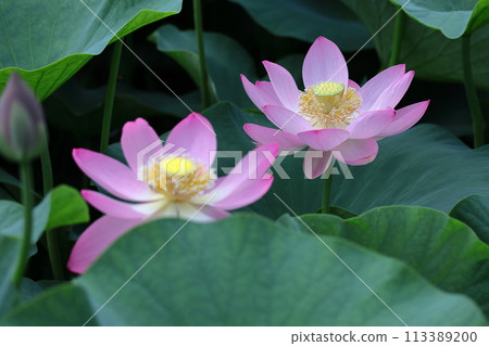 聖花 聖花 113389200