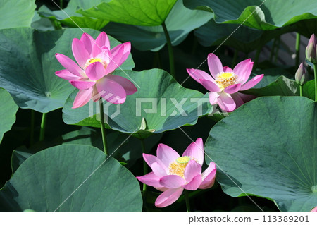 聖花 聖花 113389201