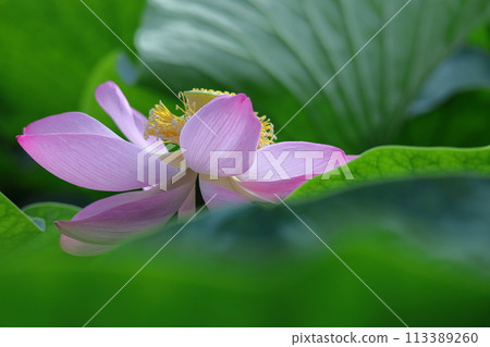 聖花 聖花 113389260