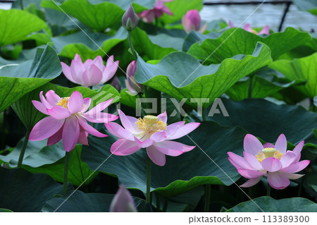 聖花 113389300
