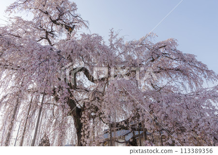春天的櫻花【埼玉縣上川町瑞嚴寺】 春天的櫻花【埼玉縣上川町瑞嚴寺】 113389356