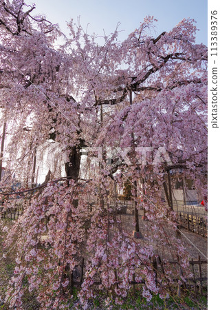 春天的櫻花【埼玉縣上川町瑞嚴寺】 春天的櫻花【埼玉縣上川町瑞嚴寺】 113389376