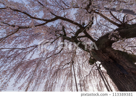 Spring Cherry Blossoms [Zuiganji Temple, Kamikawa Town, Saitama Prefecture] 113389381