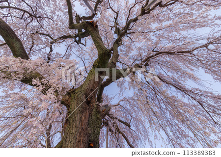 Spring Cherry Blossoms [Zuiganji Temple, Kamikawa Town, Saitama Prefecture] 113389383