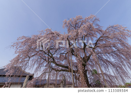 Spring Cherry Blossoms [Zuiganji Temple, Kamikawa Town, Saitama Prefecture] 113389384