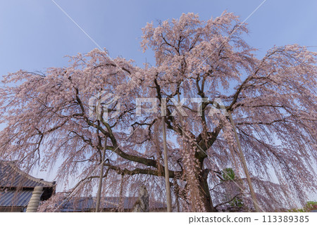 春天的櫻花【埼玉縣上川町瑞嚴寺】 春天的櫻花【埼玉縣上川町瑞嚴寺】 113389385