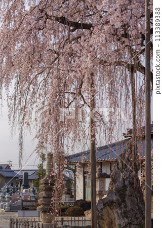 春天的櫻花【埼玉縣上川町瑞嚴寺】 113389388