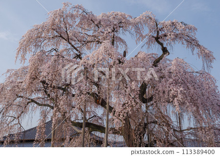 春天的櫻花【埼玉縣上川町瑞嚴寺】 113389400