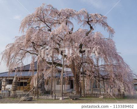 春天的櫻花【埼玉縣上川町瑞嚴寺】 113389402