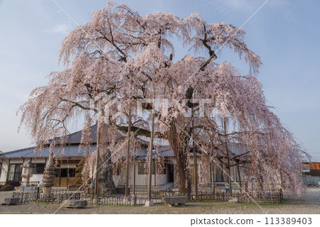 春天的櫻花【埼玉縣上川町瑞嚴寺】 113389403